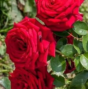 Meet your Posher, Lorena